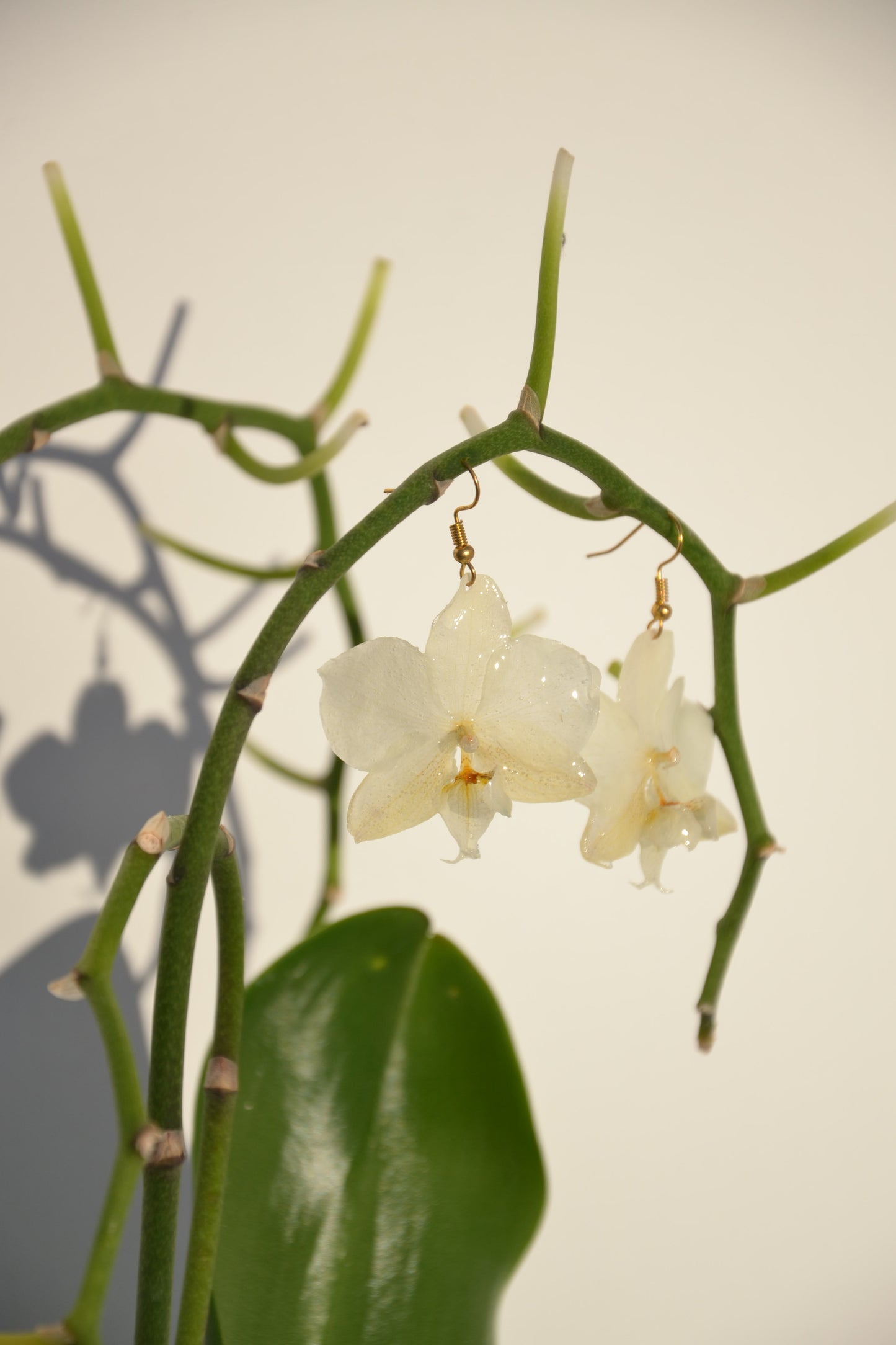 Weiße Orchideen Ohrringe